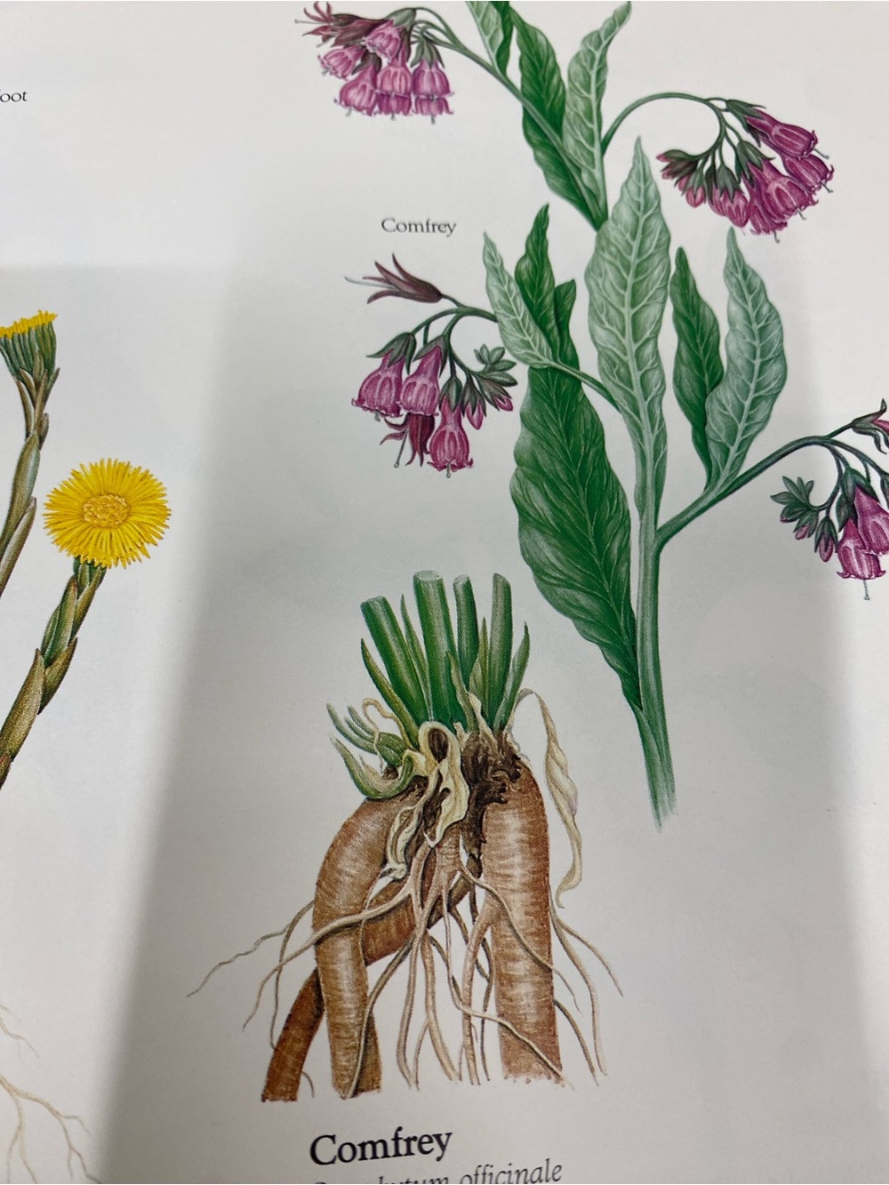 paperback copy of the book Health from God's Garden by Maria Treben - Picture 8 of 15